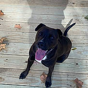 Ollie joined the competition — help win amazing prizes! dog, black_dog, pet, wooden_deck, autumn_leaves, tongue_out, happy, sitting, outdoor, shadow, playful, canine, animal, looking_up, daylight, floor, door, wood, nature, smiling