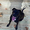 dog, black_dog, pet, wooden_deck, autumn_leaves, tongue_out, happy, sitting, outdoor, shadow, playful, canine, animal, looking_up, daylight, floor, door, wood, nature, smiling