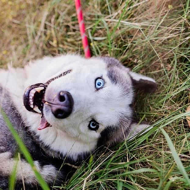 Oreo