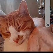 Cheddar is registered to the contest to win money with this photo: cat, orange_cat, white_cat, pet, sleepy, close_up, indoor, person_arm, snuggling, feline, whiskers, nose, ear, lamp, vintage_lamp, furniture, cozy, relaxing, blurred, domestic_animal