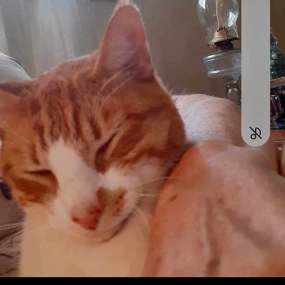 Cheddar is registered to the contest to win money with this photo: cat, orange_cat, white_cat, pet, sleepy, close_up, indoor, person_arm, snuggling, feline, whiskers, nose, ear, lamp, vintage_lamp, furniture, cozy, relaxing, blurred, domestic_animal