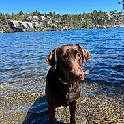 Gracie is registered to the contest to win money with this photo: dog, labrador, chocolate_labrador, water, lake, shore, rocks, pebbles, outdoor, nature, sunlight, sky, trees, forest, animal, pet, mammal, collar, daytime, landscape