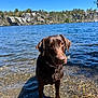 dog, labrador, chocolate_labrador, water, lake, shore, rocks, pebbles, outdoor, nature, sunlight, sky, trees, forest, animal, pet, mammal, collar, daytime, landscape