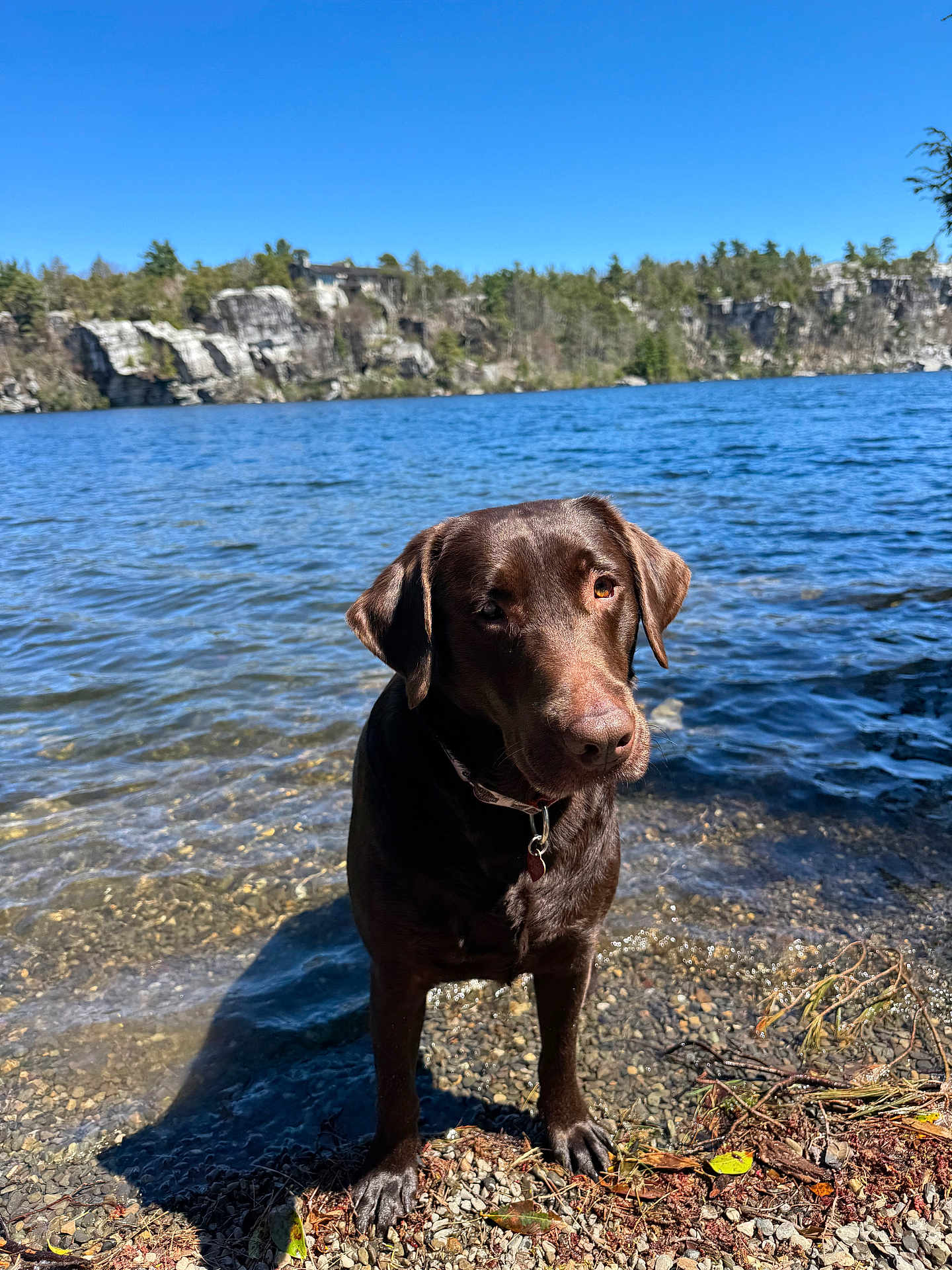 Gracie