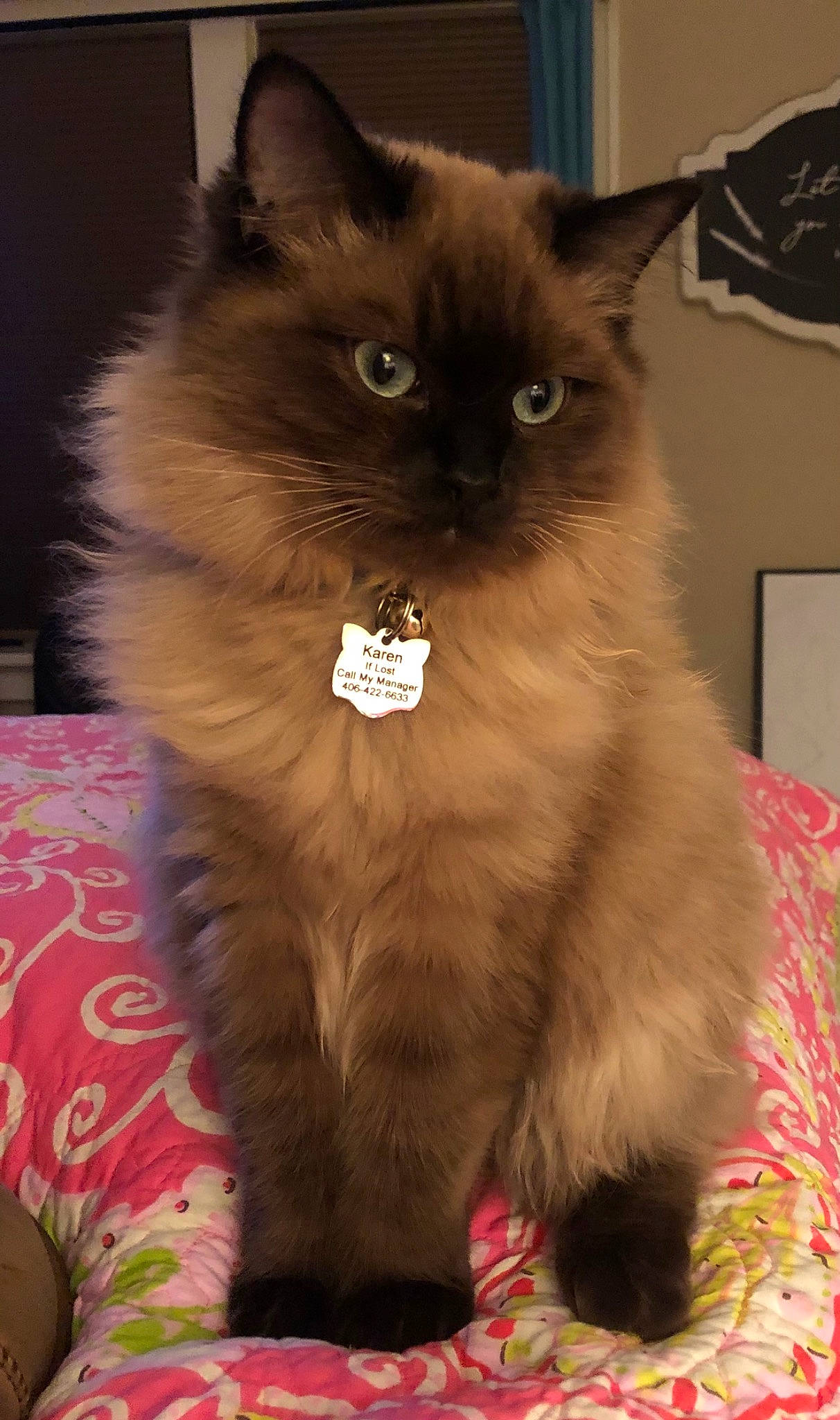 Karen joined the competition — help win amazing prizes! balinese, birman, black_cat, box, british_longhair, carnivore, cat, claw, eye, fawn, felidae, fur, iris, paw, ragdoll, sitting, small_to_medium_sized_cats, snout, tail, whiskers
