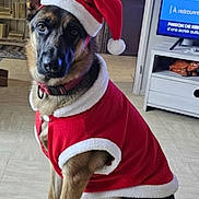 Vaiana participe au concours pour gagner de l'argent avec cette photo : black, brown, christmas, collar, costume, curtain, dog, door, floor, fur, furniture, german_shepherd, holiday, indoor, looking_at_camera, pet, santa_clothes, santa_hat, sitting, television