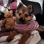 Bella a rejoint le concours — aidez-le/la à gagner de superbes lots ! puppy, dog, small_dog, sweater, knit_sweater, toy, teddy_bear, blanket, couch, cozy, fur, paws, sitting, looking_at_camera, indoors, portrait, cute, domestic_pet, big_eyes, brown_fur