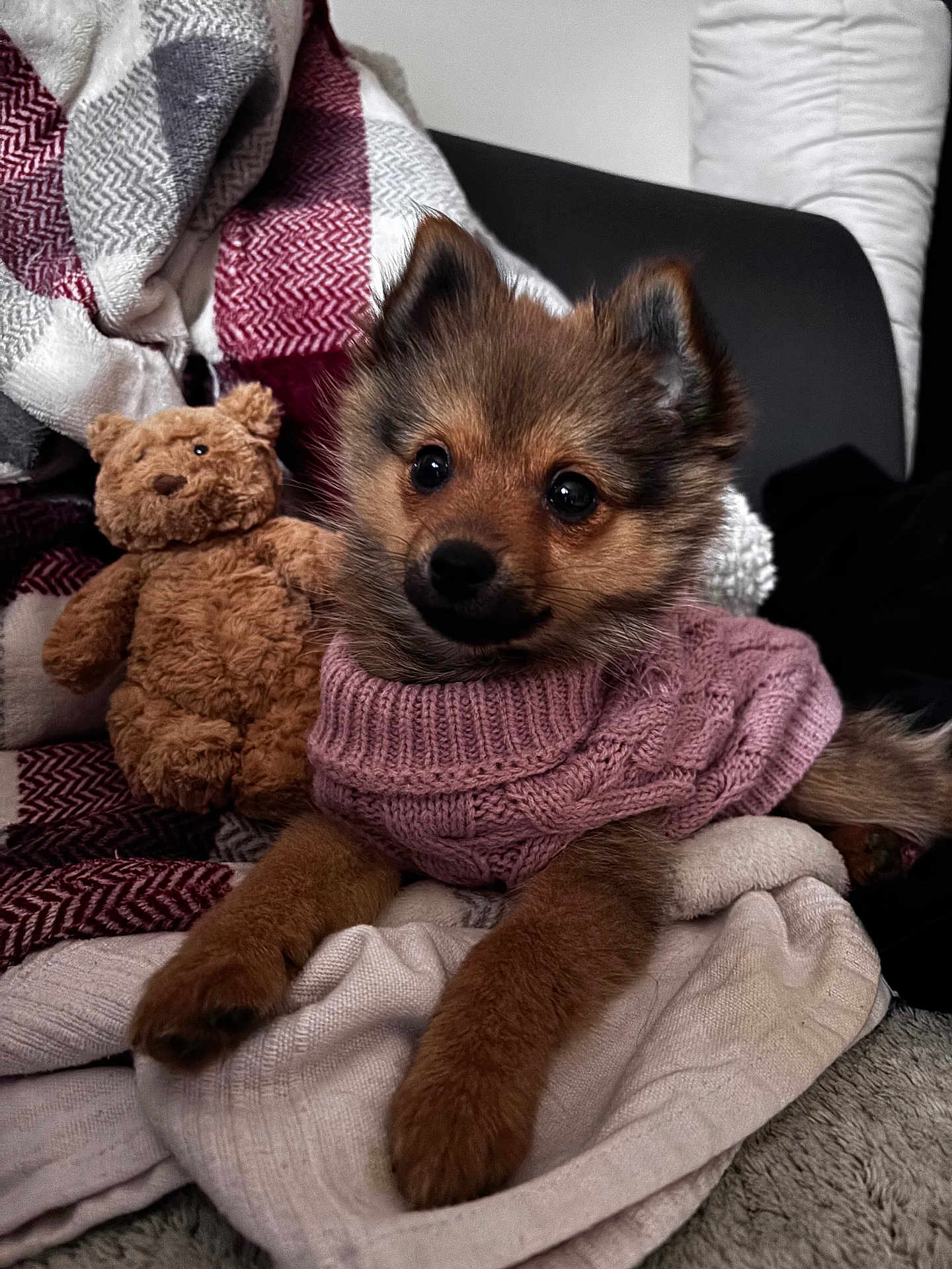 Bella a rejoint le concours — aidez-le/la à gagner de superbes lots ! puppy, dog, small_dog, sweater, knit_sweater, toy, teddy_bear, blanket, couch, cozy, fur, paws, sitting, looking_at_camera, indoors, portrait, cute, domestic_pet, big_eyes, brown_fur