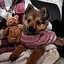 puppy, dog, small_dog, sweater, knit_sweater, toy, teddy_bear, blanket, couch, cozy, fur, paws, sitting, looking_at_camera, indoors, portrait, cute, domestic_pet, big_eyes, brown_fur