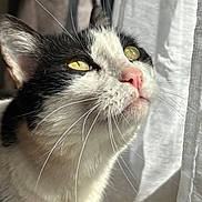Maki participe au concours pour gagner de l'argent avec cette photo : cat, feline, pet, whiskers, close_up, portrait, black_and_white, tuxedo_cat, green_eyes, sunlight, window, curtain, indoor, pink_nose, fur, ears, looking_up, whisker_detail, cozy, curious
