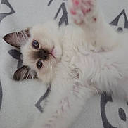 Aby a rejoint le concours — aidez-le/la à gagner de superbes lots ! kitten, cat, paw, fluffy, white, patterned_blanket, cute, pet, animal, feline, indoor, young, fur, playful, lying_down, close_up, soft, pink_paw, curious, relaxed