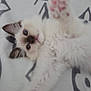 kitten, cat, paw, fluffy, white, patterned_blanket, cute, pet, animal, feline, indoor, young, fur, playful, lying_down, close_up, soft, pink_paw, curious, relaxed
