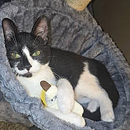 Jinx joined the competition — help win amazing prizes! cat, black_and_white, plush_toy, hammock, indoor, pet, cute, relaxed, animal, feline, cozy, soft_texture, carpet, claw, whiskers, ears, eyes, toy, resting, home