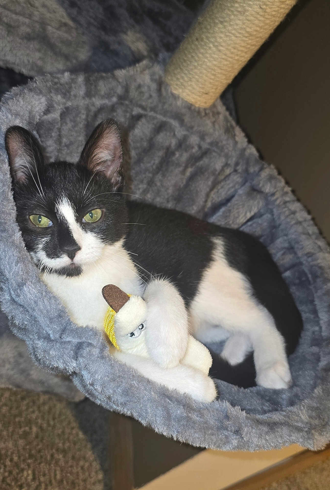Jinx joined the competition — help win amazing prizes! cat, black_and_white, plush_toy, hammock, indoor, pet, cute, relaxed, animal, feline, cozy, soft_texture, carpet, claw, whiskers, ears, eyes, toy, resting, home
