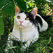 Muezza participe au concours pour gagner de l'argent avec cette photo : cat, black_and_white, grass, leaves, outdoor, nature, animal, pet, sunlight, greenery, feline, curious, relaxed, whiskers, ears, eyes, close_up, daylight, mammal, wildlife