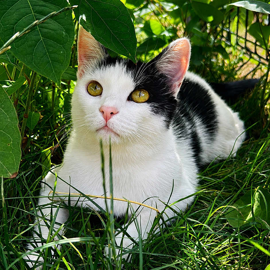 Muezza participe au concours pour gagner de l'argent avec cette photo : cat, black_and_white, grass, leaves, outdoor, nature, animal, pet, sunlight, greenery, feline, curious, relaxed, whiskers, ears, eyes, close_up, daylight, mammal, wildlife