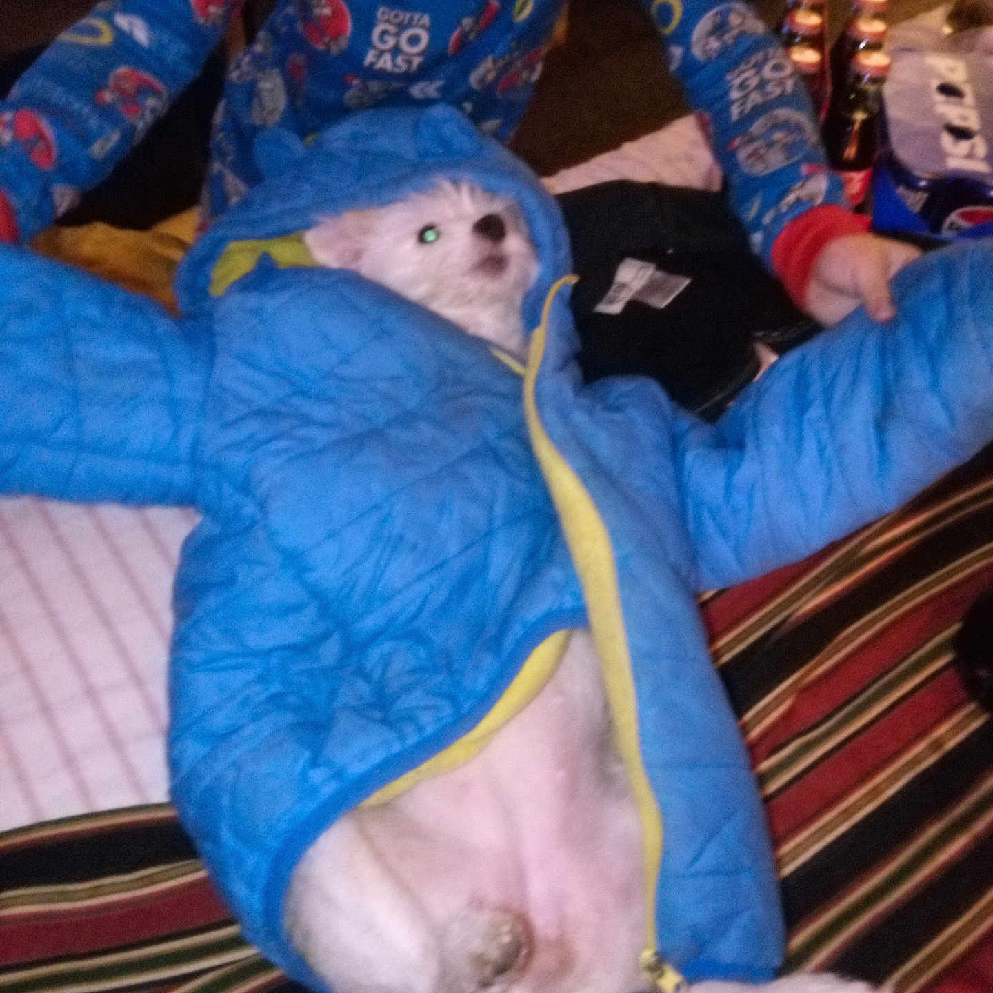 Cow joined the competition — help win amazing prizes! animal, bed, blanket, blue_jacket, bottle, child, clothing, cozy, cute, dog, funny_pose, holding, home, indoor, lying_down, pajamas, pet, puppy, small_dog, striped