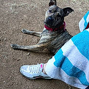 Ari is registered to the contest to win money with this photo: animal, blue, brindle, casual, collar, curious, dirt, dog, ear_up, ground, looking_up, nike, outdoor, person, pet, relaxed, shoe, sneaker, towel, white