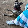 dog, brindle, collar, outdoor, dirt, person, shoe, sneaker, nike, towel, blue, white, looking_up, pet, animal, ear_up, ground, casual, relaxed, curious