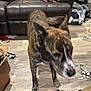dog, indoor, brown_leather_couch, wood_floor, brindle_coat, pet, living_room, clutter, moving, canine, household, furniture, collar, animal, domestic, flooring, shadow, cardboard_box, bag, casual