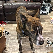 Leo is registered to the contest to win money with this photo: dog, indoor, brown_leather_couch, wood_floor, brindle_coat, pet, living_room, clutter, moving, canine, household, furniture, collar, animal, domestic, flooring, shadow, cardboard_box, bag, casual