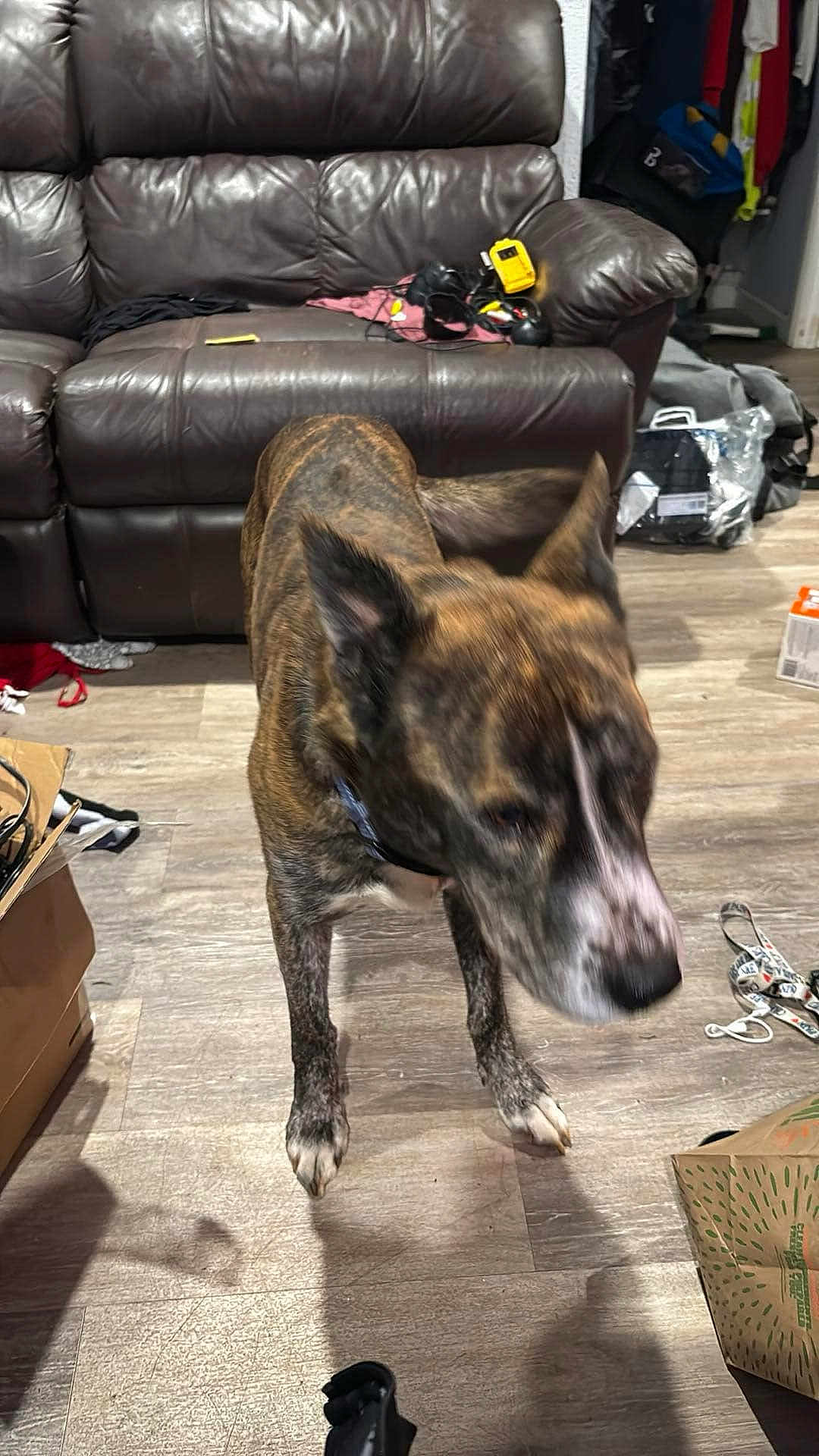Leo