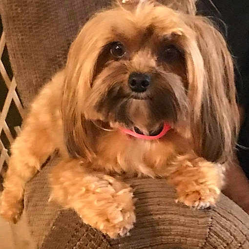 Marcy joined the competition — help win amazing prizes! bolonka, canidae, carnivore, chinese_imperial_dog, companion_dog, dog, dog_breed, havanese, lhasa_apso, lowchen, mammal, morkie, schnoodle, shih_tzu, small_terrier, terrier, tibetan_terrier, toy_dog, vertebrate, yorkshire_terrier