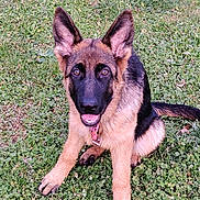 Angel a rejoint le concours — aidez-le/la à gagner de superbes lots ! dog, german_shepherd, puppy, grass, outdoor, pet, animal, canine, ears, fur, smiling, sitting, nature, young, playful, tongue, collar, cute, friendly, eyes