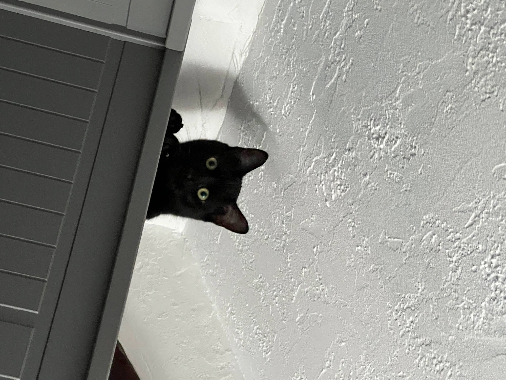 Diesel participe au concours pour gagner de l'argent avec cette photo : black_cat, bombay, carnivore, cat, darkness, door, eye, felidae, grey, monochrome, monochrome_photography, shadow, sky, small_to_medium_sized_cats, snout, tail, tints_and_shades, tree, whiskers, window