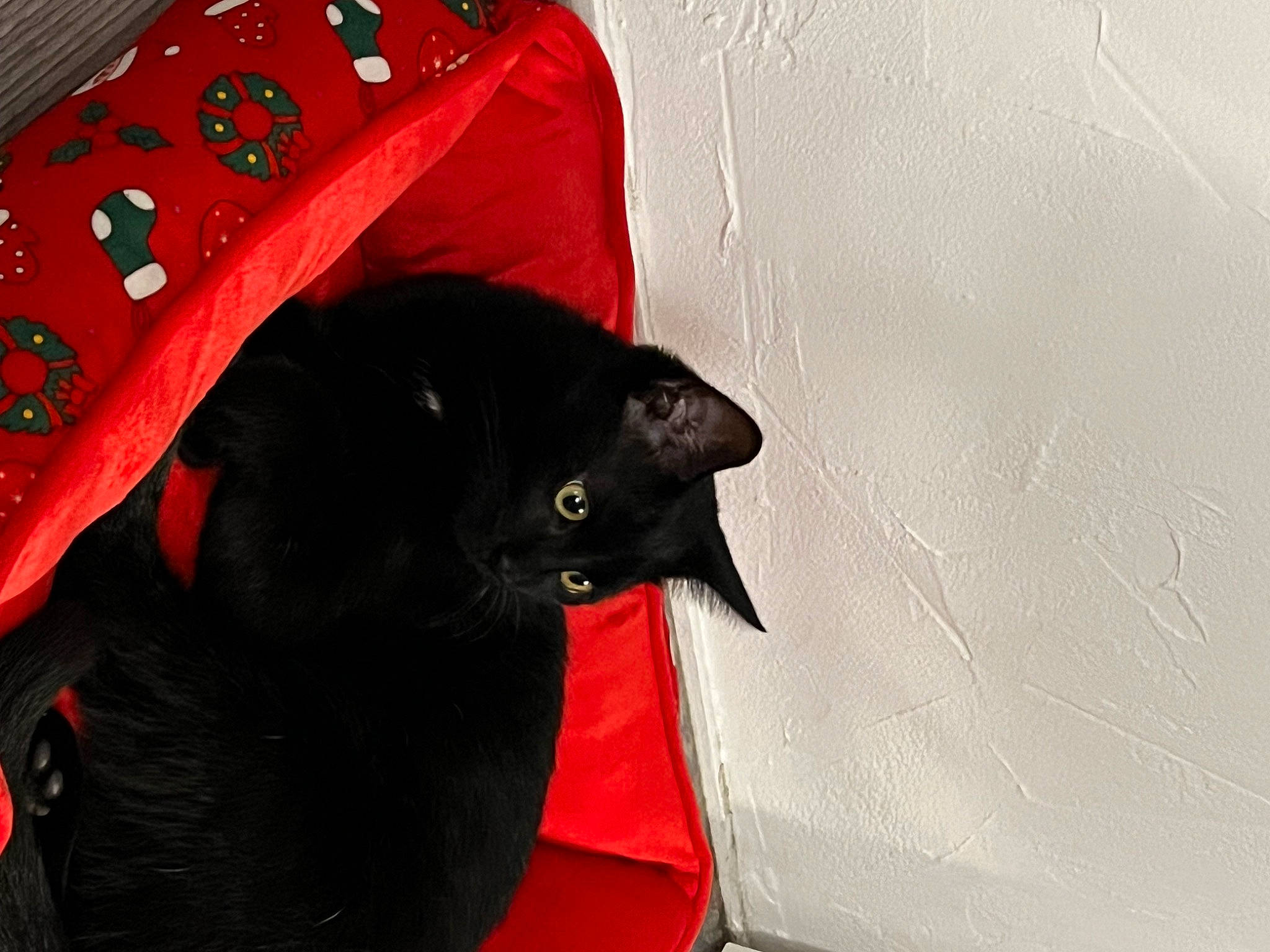 Diesel a rejoint le concours — aidez-le/la à gagner de superbes lots ! black_cat, carmine, carnivore, cat, comfort, domestic_short_haired_cat, fashion_accessory, felidae, fur, grey, pattern, sleeve, small_to_medium_sized_cats, tail, tints_and_shades, umbrella, whiskers