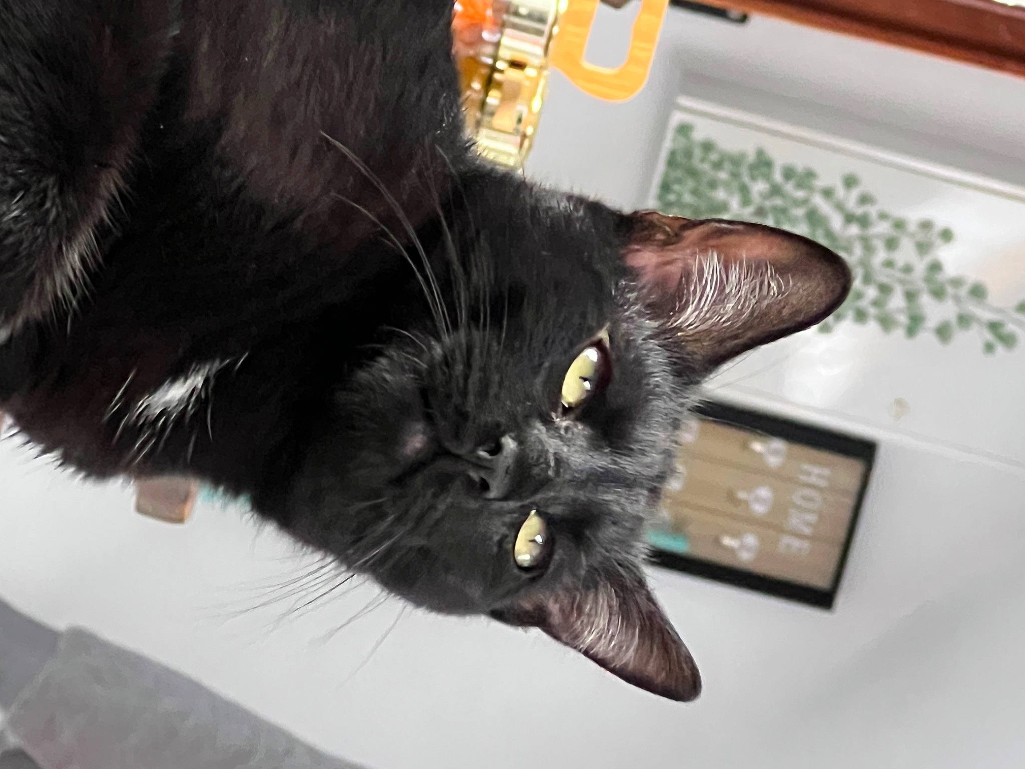 Diesel a rejoint le concours — aidez-le/la à gagner de superbes lots ! black_cat, bombay, carnivore, cat, claw, comfort, domestic_short_haired_cat, ear, felidae, fur, gesture, paw, small_to_medium_sized_cats, snout, tail, terrestrial_animal, whiskers