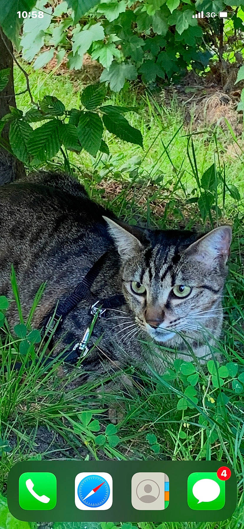 Rasta a rejoint le concours — aidez-le/la à gagner de superbes lots ! carnivore, cat, domestic_short_haired_cat, felidae, fur, grass, groundcover, photo_caption, plant, small_to_medium_sized_cats, snout, tail, terrestrial_animal, tree, whiskers, wildlife
