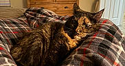 Taiga is registered to the contest to win money with this photo: cat, tortoiseshell_cat, blanket, plaid, bed, indoor, furniture, dresser, door, relaxed, pet, cozy, warm_lighting, animal, resting, fur, home, comfort, soft, legs