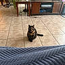 Taiga joined the competition — help win amazing prizes! cat, tortoiseshell_cat, tile_floor, living_room, television, furniture, plant, table, blanket, cozy, indoor, pet, curious, sitting, calm, home, decor, wooden_furniture, electronics, cord