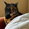 Taiga joined the competition — help win amazing prizes! cat, tortoiseshell, feline, pet, animal, whiskers, ears, chair, blanket, comforter, indoor, resting, fur, closeup, portrait, home, cozy, relaxed, sleepy, brown