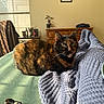 cat, tortoiseshell, blanket, indoor, sunlight, window, wooden_dresser, chair, jacket, plate, crumbs, legs, cozy, relaxing, pet, feline, green_eyes, home, living_room, texture