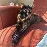 cat, tortoiseshell, armchair, corduroy, sunlight, indoor, pet, feline, relaxed, green_eyes, shadow, stretching, orange, brown, black, whiskers, fur, cozy, quiet, resting
