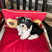 Lilli is registered to the contest to win money with this photo: puppy, dog, black_and_white, cute, pet, chair, cushion, red, sunflower, flower_pattern, indoors, pet_collar, small_dog, fur, animal, looking_up, seated, furniture, cozy, adorable