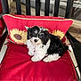 puppy, dog, black_and_white, cute, pet, chair, cushion, red, sunflower, flower_pattern, indoors, pet_collar, small_dog, fur, animal, looking_up, seated, furniture, cozy, adorable
