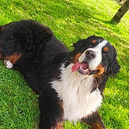 Voltaire a rejoint le concours — aidez-le/la à gagner de superbes lots ! animal, bernese_mountain_dog, canine, dog, friendly, fur, garden, grass, greenery, happy, leaf, lying_down, nature, outdoor, pet, playful, summer, sunlight, tongue, tree