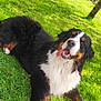 animal, bernese_mountain_dog, canine, dog, friendly, fur, garden, grass, greenery, happy, leaf, lying_down, nature, outdoor, pet, playful, summer, sunlight, tongue, tree