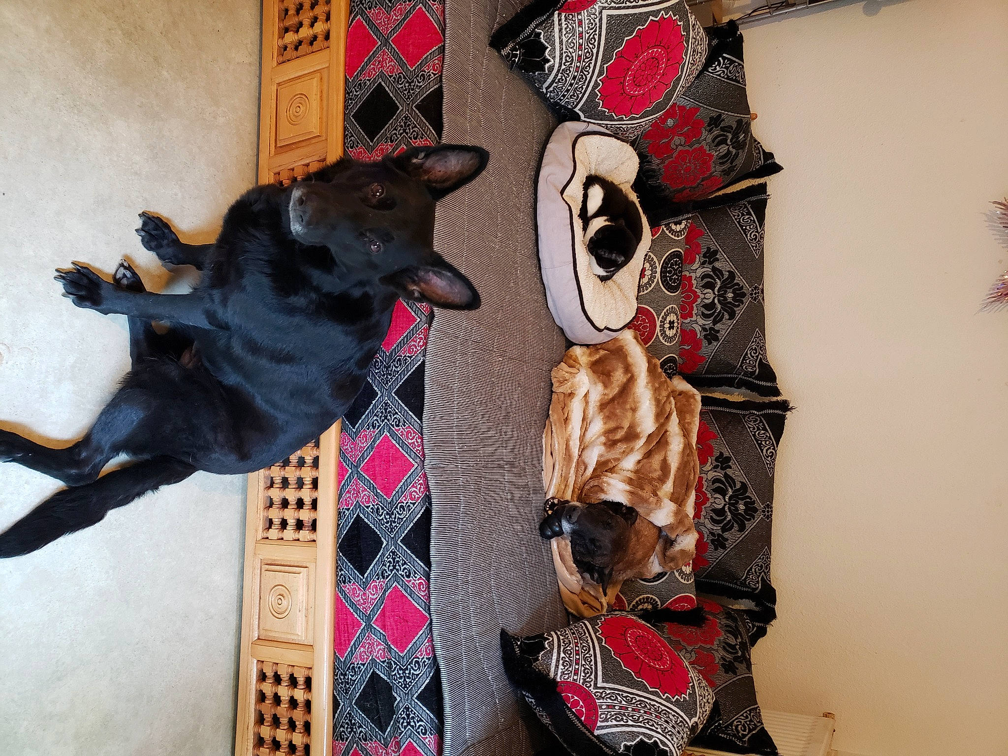 Loska a rejoint le concours — aidez-le/la à gagner de superbes lots ! art, carmine, carnivore, comfort, companion_dog, costume, dog, dog_breed, dog_supply, fawn, flooring, fur, guard_dog, linens, mask, pattern, room, sporting_group, tail, visual_arts