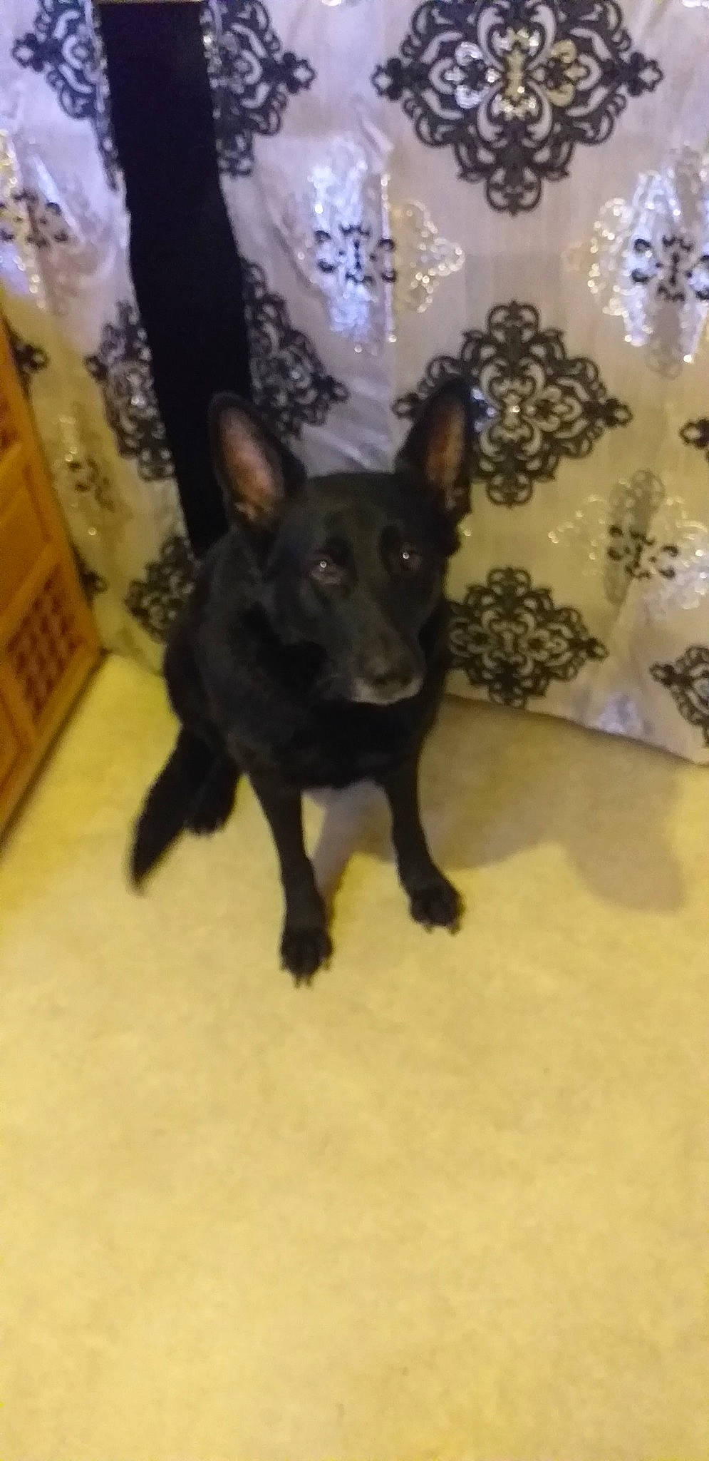 Loska participe au concours pour gagner de l'argent avec cette photo : borador, cabinetry, canidae, carnivore, companion_dog, dog, dog_breed, drawer, fawn, guard_dog, hardwood, liver, non_sporting_group, snout, sporting_group, tail, terrestrial_animal, toy_dog, whiskers, working_animal