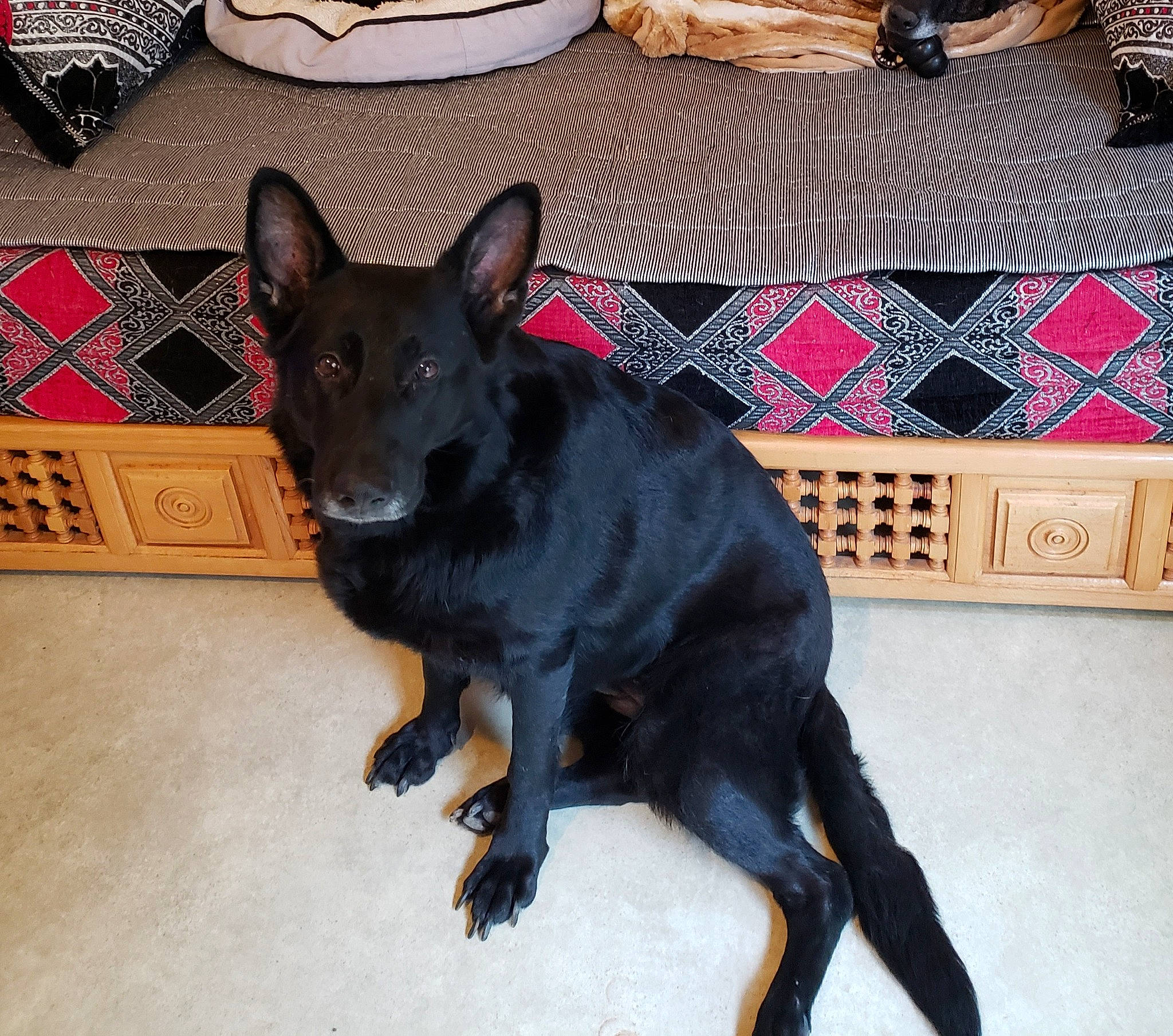 Loska participe au concours pour gagner de l'argent avec cette photo : black, canidae, carnivore, companion_dog, dog, dog_breed, dog_supply, fawn, flooring, guard_dog, mammal, non_sporting_group, snout, sporting_group, tail, toy_dog, whiskers, working_animal, working_dog