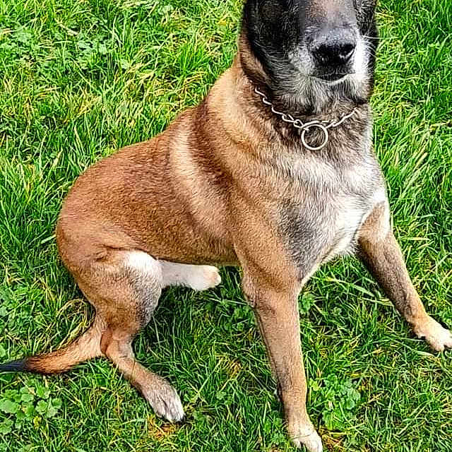 Gasko