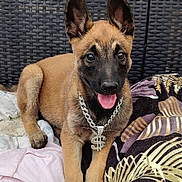 Aïko a rejoint le concours — aidez-le/la à gagner de superbes lots ! puppy, dog, brown_fur, black_muzzle, chain_necklace, dollar_sign, blanket, cushion, woven_chair, outdoor, pet, cute, tongue_out, young_dog, resting, playful, fur, ears_up, animal, domestic_animal