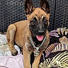 puppy, dog, brown_fur, black_muzzle, chain_necklace, dollar_sign, blanket, cushion, woven_chair, outdoor, pet, cute, tongue_out, young_dog, resting, playful, fur, ears_up, animal, domestic_animal