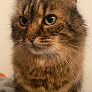 Manouchka participe au concours pour gagner de l'argent avec cette photo : calm, cat, close_up, cute, domestic_animal, ears, feline, fur, green_eyes, indoor, long_hair, muzzle, nose, pet, portrait, sitting, soft_blanket, striped, tabby_cat, whiskers