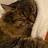 Manouchka participe au concours pour gagner de l'argent avec cette photo : blanket, cat, close_up, cozy, cushion, domestic_animal, ear, face, fur, indoors, nap, paw, pet, resting, sleeping_cat, snuggle, soft, tabby, warm, whiskers