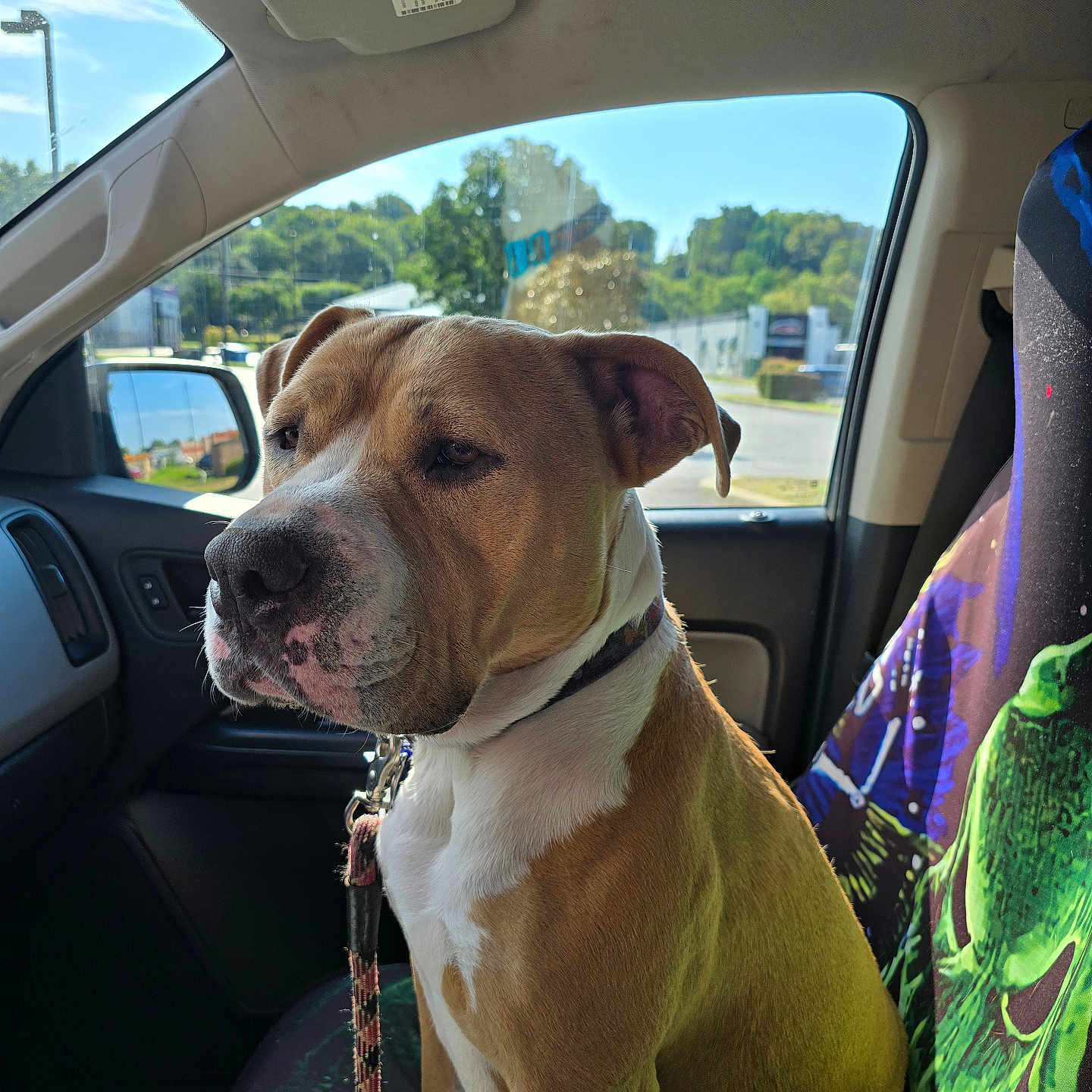 Blue joined the competition — help win amazing prizes! animal, calm, car_interior, collar, colorful_seat_cover, daylight, dog, green_alien, leash, pet, portrait, reflection, roadside, seat, side_mirror, sitting, sunlight, trees, vehicle, window